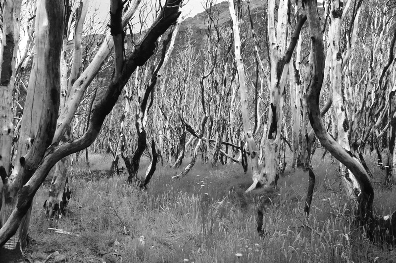 tranquil scene, land, wildfire, growth, non-urban scene, landscape, outdoors, biodiversity, torres del paine, bare tree, tree, tree trunk, no people, tranquility