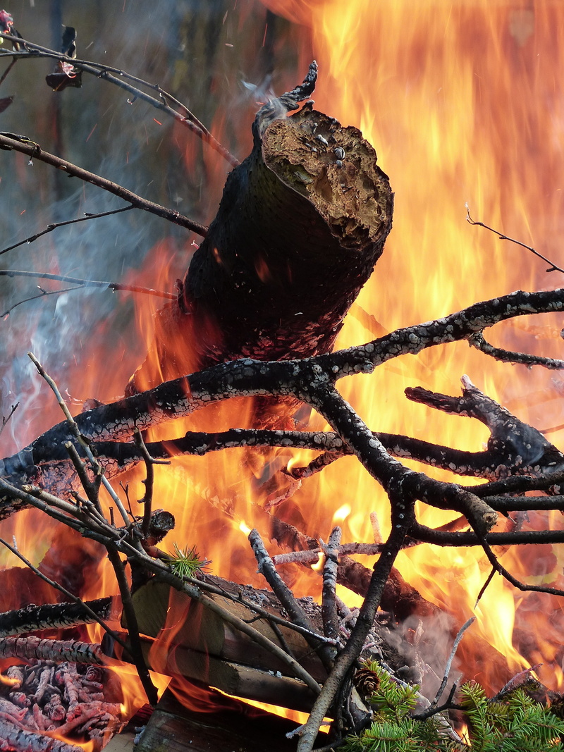 glowing, blaze, burned, fiery, wildfire, environment, log, heat - temperature, hot, heat, flames, fire, firewood, outdoors, orange color, tree, no people