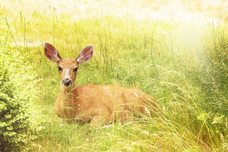 land, animal themes, warm, green grass, herbivorous, grass field, love, growth, fall, cheerful, wildlife, deer, brown, animal, golden, sunlight, portrait