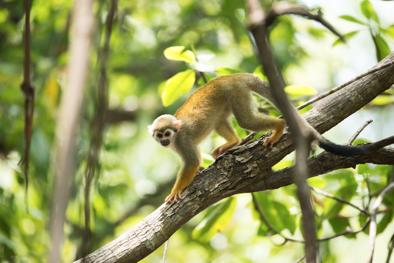 nature, wild, wildlife, rainforest, vertebrate, no people, plant, animals in the wild, leaf, animal themes, common squirrel monkey, outdoors, forest, green