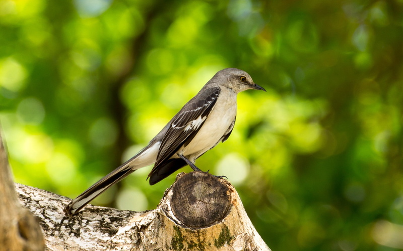 animal, focus on foreground, nature, singer, sings, animal wildlife, bird, animals in the wild, photography, one animal, florida, outdoors, perched, focus