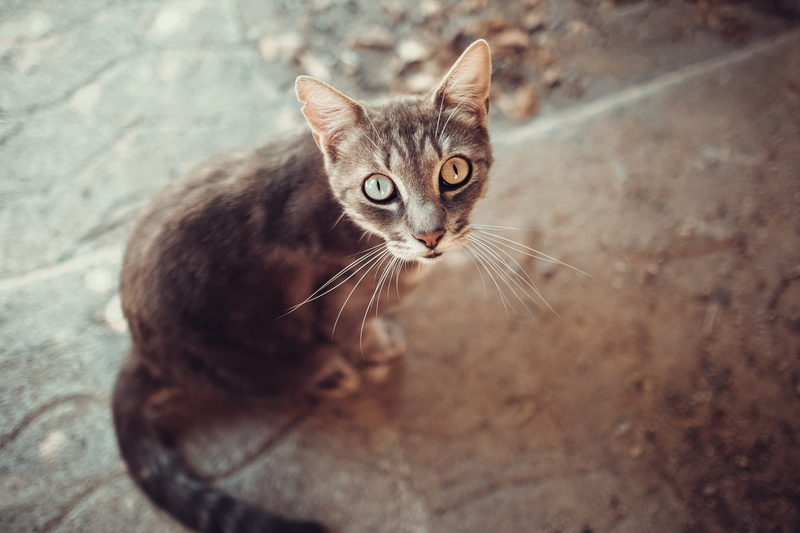 tabby, feline, animal body part, pets, animal ears, looking at camera, animal eye, cat eyes, animals, no people, one animal, mammal, body part, cat, high angle view