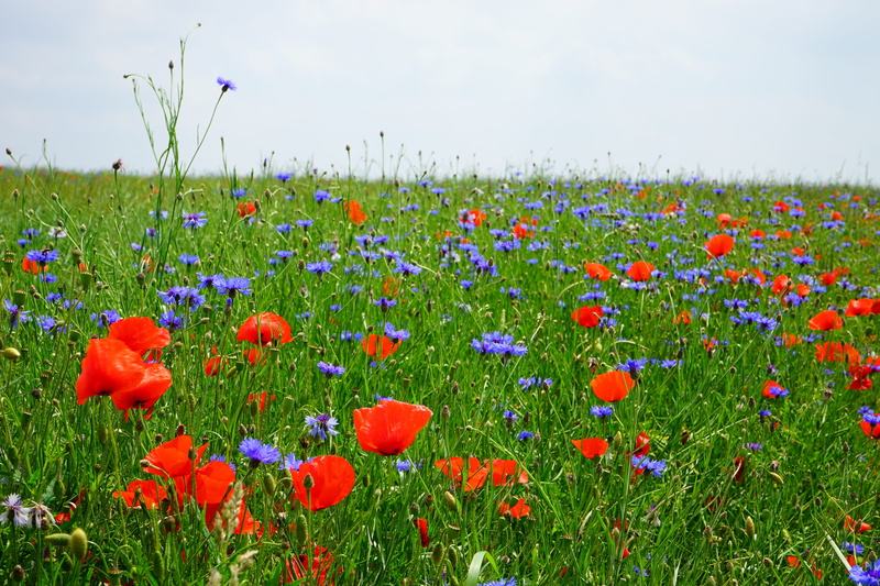 growth, land, red, outdoors, nature, no people, 5K, poppy flower, beauty in nature, tulip, landscape, mohngewaechs, multi colored, field of poppies, purple