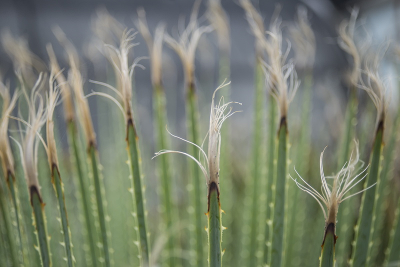 méxico, land, focus on foreground, nature, beauty in nature, tuft, mexico, brown, outdoors, rural scene, array, garden, plant, agave, cereal plant, agriculture