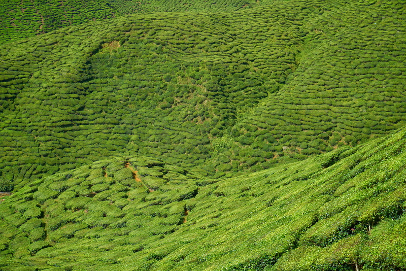 composition, the tea plantations, green color, tranquility, peace, beautiful, great, green, vertical, selective focus, environment, texture, environmental