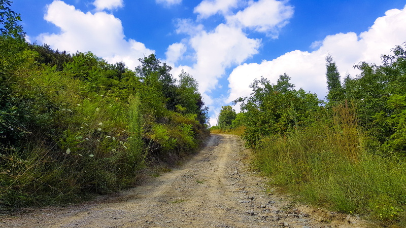 leaves, diminishing perspective, background, landscape, outdoors, summer, no people, outdoor, insect, travel, road, great, environment, plant, solar, dirt
