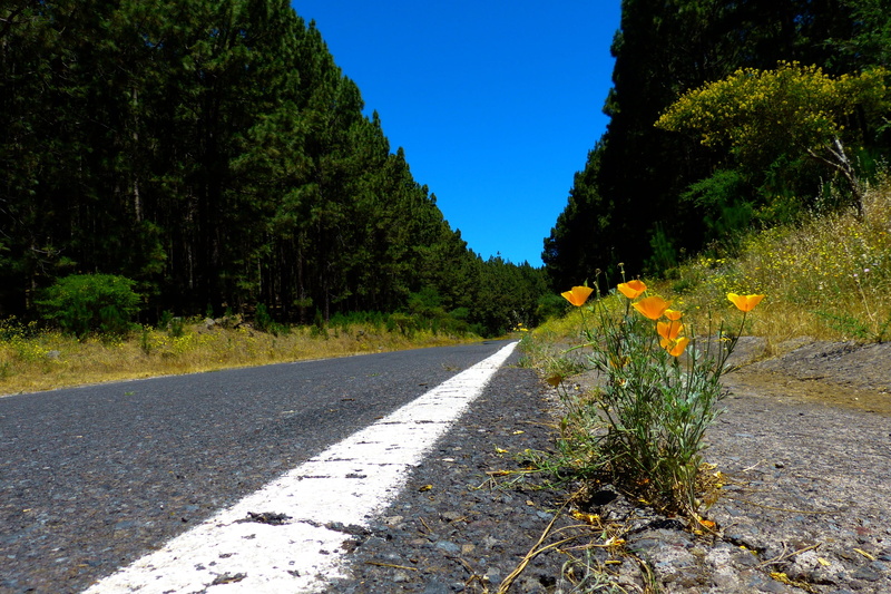 tranquility, flower, Avenue, asphalt, beauty in nature, landscape, direction, forest road, roadside, Road, tranquil scene, flowers, transportation, yellow