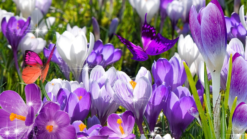 spring, 1080P, garden, 3d and abstract, crocus, flowers, butterflies, colorful, springs, bright, first, purple