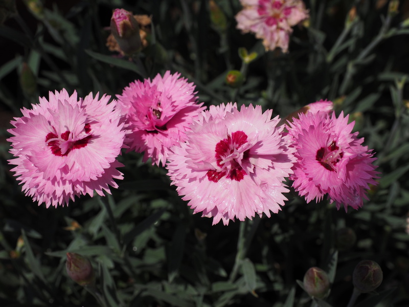 pink, botany, inflorescence, peony, springtime, fragility, flower garden, pinnate, rock nägele, 4K, garden, pink color, flower, cloves, flowers, no people