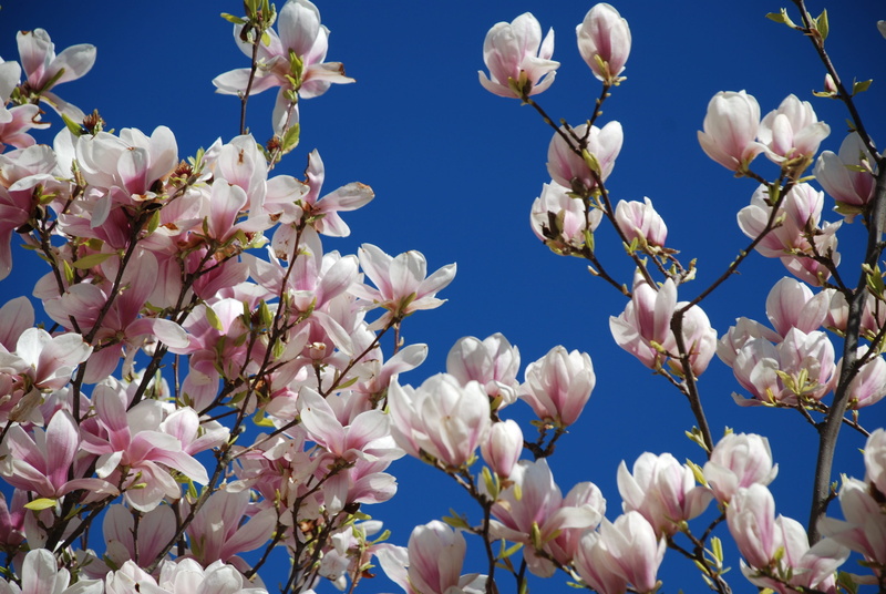no people, nature, branch, tree, 4K, grenoble, outdoors, magnolia, close-up, plant, springtime, day, beauty in nature, spring, vulnerability, flower, freshness