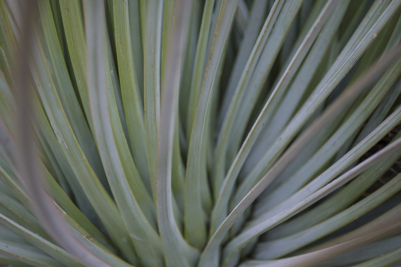 growth, natural pattern, plant part, lines, plant, palm tree, palm leaf, beauty in nature, food and drink, agave, garden, 5K, leaf, full frame, pink, san miguel de allende