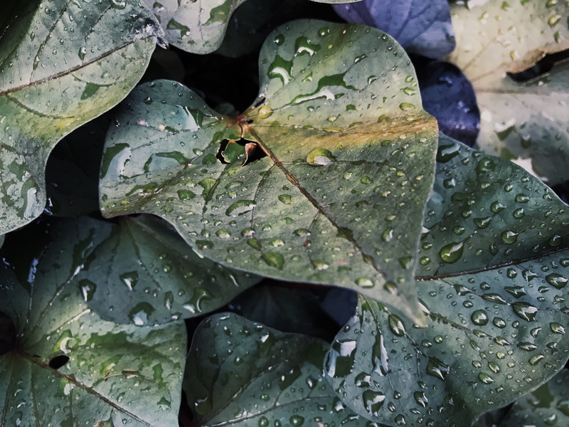 close-up, purity, raindrop, no people, rainy season, rain, beauty in nature, leaf, dew, green color, water, wet, growth, france, nature, grenoble, drop