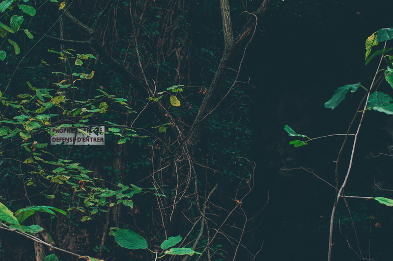 forbidden, plant, insect, green, invertebrate, green color, france, plant part, tranquility, animal, firefly, exploration, urbex, no people, spider, vegetation