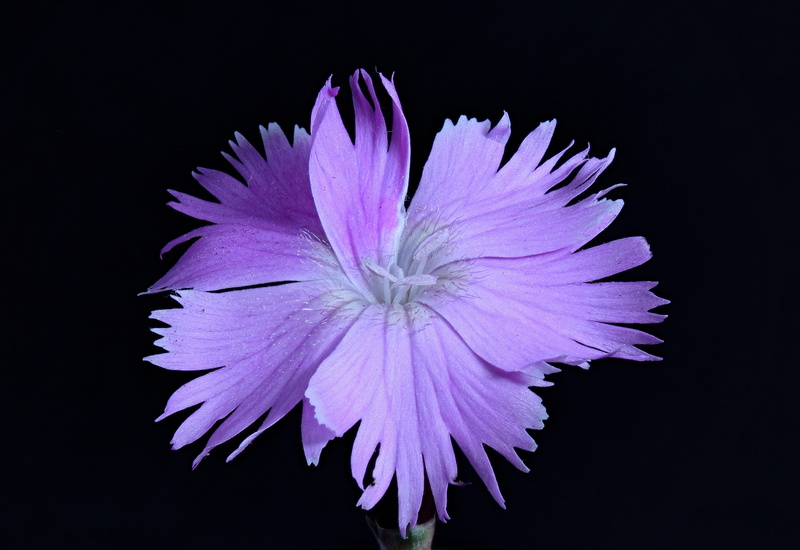 purple flowers, black background, macro photography, studio shot, beauty in nature, purple, flower, grenoble clove, flower head, no people, flowering plant