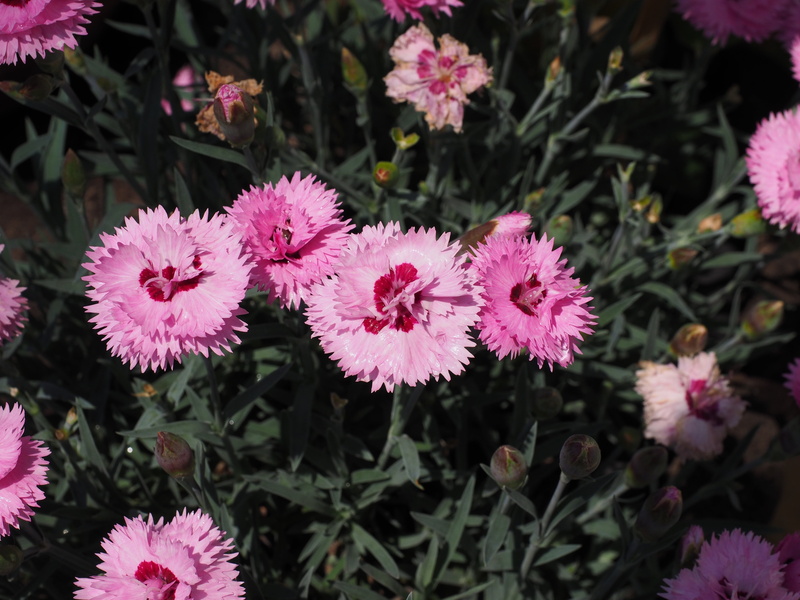 grenoble clove, pinnate, pollen, springtime, rock nägele, freshness, flowers, flowering plant, cloves, leaf, growth, petal, no people, pink, pentecostal-carnation