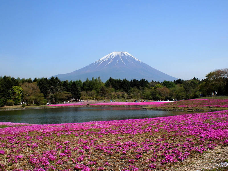no people, mountain peak, outdoors, tranquil scene, phlox, sky, travel destinations, nature, tranquility, tree, fuji, lake, landscape, volcano, mt fuji