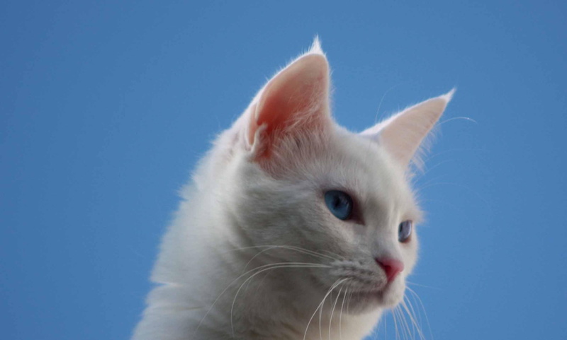 cat, 1080P, blue eyes, perfect, animal, white, clear, animals, eyes, blue