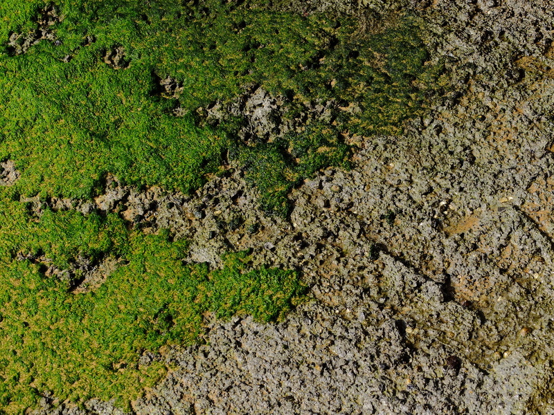 field, beauty in nature, backgrounds, outdoors, rock, solid, lichen, 1080P, grass, fuji x30, plant, green color, mundaka, land, high angle view, green
