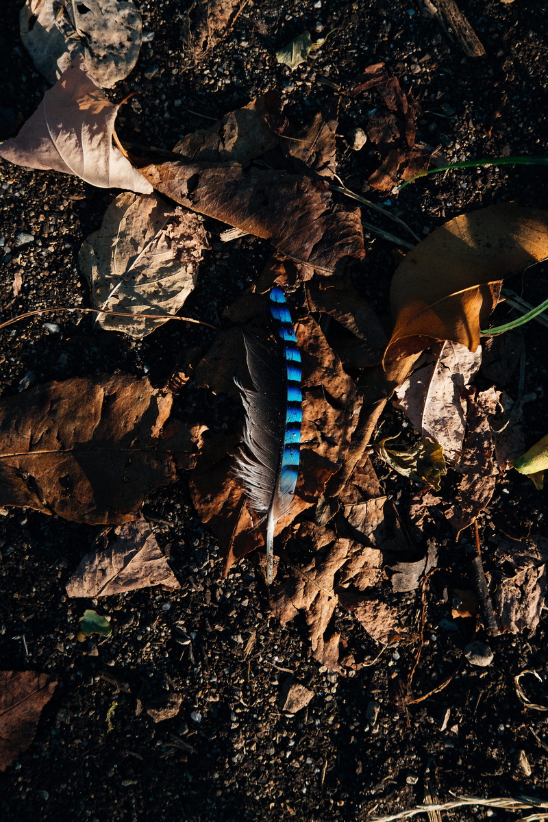 fuji, forest, wood - material, autumn, dry, fallen, field, shadow, earth, soil, leaves, day, feather, contrast, messy, outdoors, black, 4K, leaf, lombardy