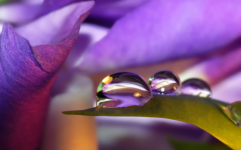 beautiful nature, day, jewelry, petal, Nature, flower head, drops, freshness, hd nature, pink color, focus on foreground, purple