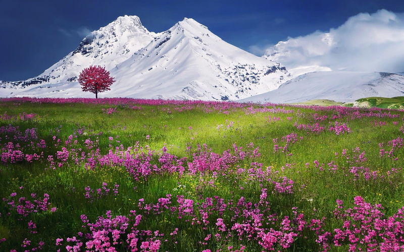 tranquil scene, beauty in nature, field, tranquility, amazing, mountain range, sky, environment, scenery, scenics - nature, landscape, flowerbed, land