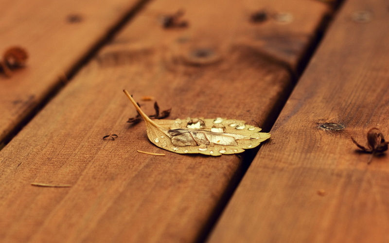 amazing nature, selective focus, 2K, leaf, Nature, group of animals, floor, food, indoors, day, plank, invertebrate, wood - material, animal wildlife