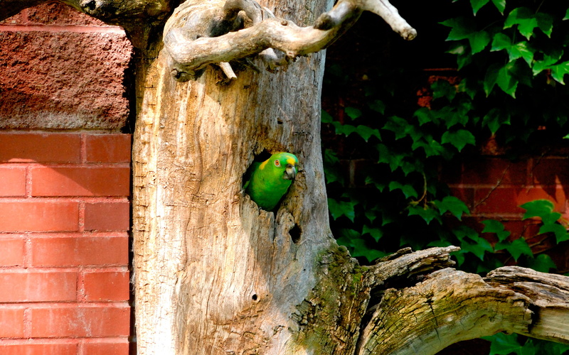 2K, brick wall, animal wildlife, green, wall - building feature, macaw, perching, bird, amazing nature, Parrot, beautiful nature