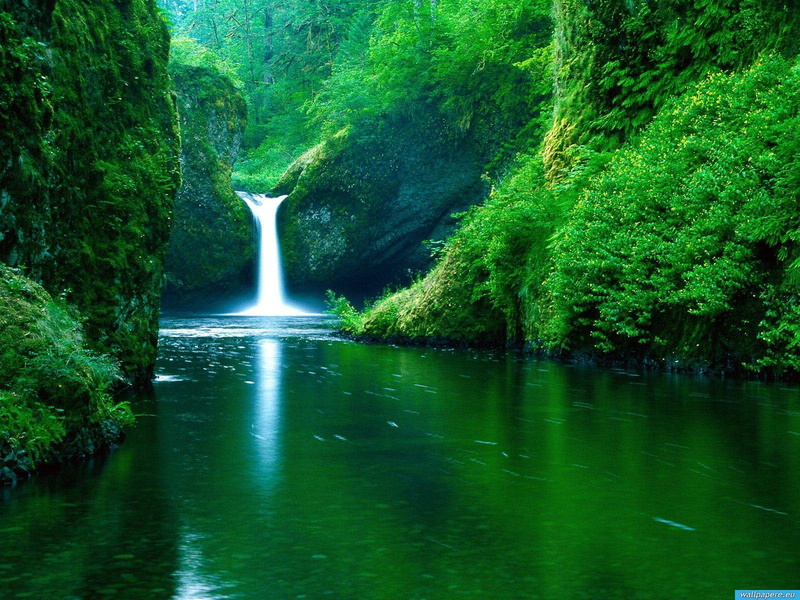 720P, leafed, amazing nature, hd nature, surrounded, Nature, tranquil scene, waterfalls, power in nature, motion, tree