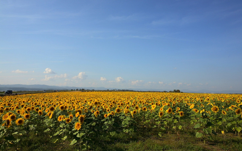 plantation, rural scene, plant, scenics - nature, land, outdoors, hd nature, beauty in nature, growth, 2K, flower head, beautiful nature