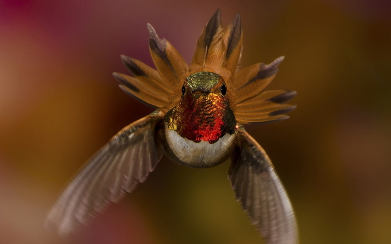 reflection, adorable, amazing, flying, sweet, 1080P, animal, good, pretty, great, national, green, nature, geographic, bird