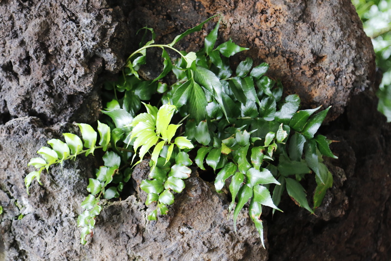 grow, outdoors, field, dirt, leave, close-up, stein, vulkan, beauty in nature, leaf, selective focus, trunk, growth, spain, vulcano, haria, leaves, stone
