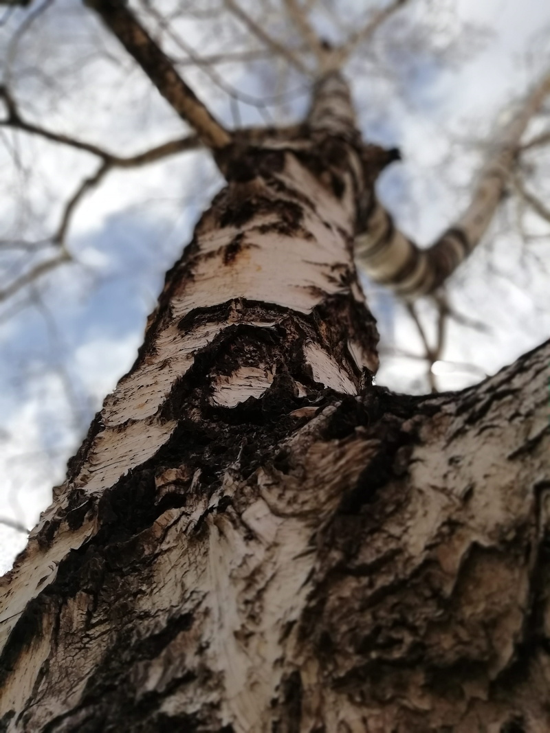 plant, winter, nature, tree trunk, forest, abakan, growth, beauty in nature, selective focus, day, russia, природа, no people, tree, trunk, sky, low angle view