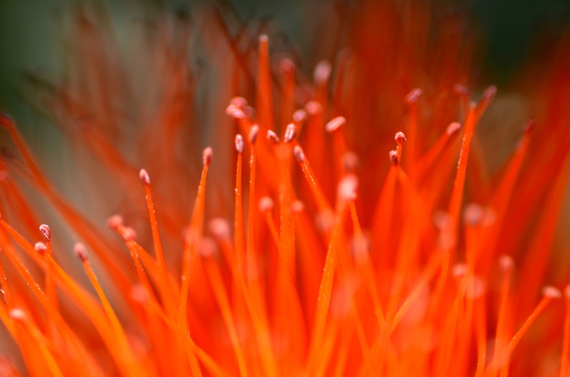 MACRO, colors, close-up  photography, Cor, Brazil, close-up, रो, fiore, Jardim  Botânico  do  Rio  de  Janeiro, close up photography, যাক, 꽃, রো, Macro Photography