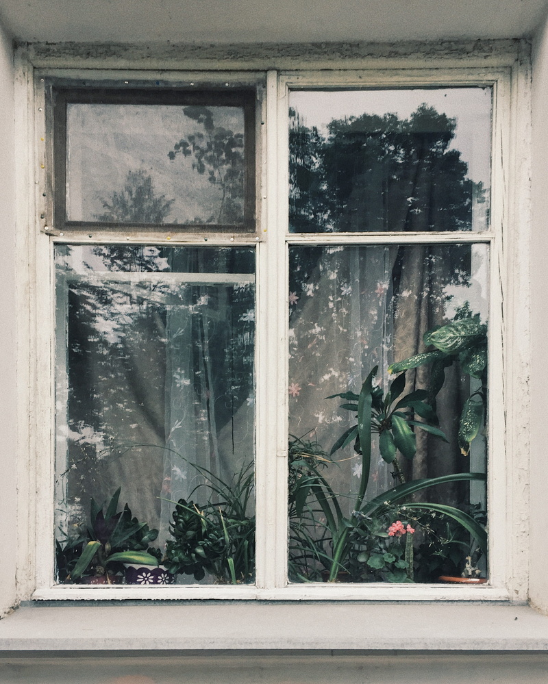 day, plant, tree, closed, architecture, no people, built structure, 2K, window, house, nature, flower, leaves, green, glass - material, казань, reflection