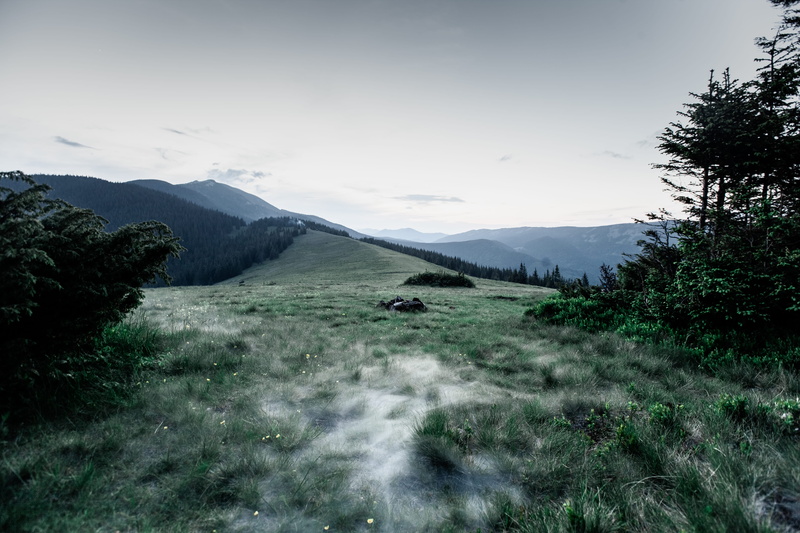 environment, Синяк, domestic animals, 5K, mountain, ukraine, карпаты, tree, природа, mountains, trees, туман, animal themes, forest, mountain range, day