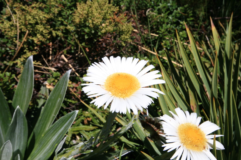 freshness, field, colorful, bellis perennis, fresh, common, Yellow, fragility, bruisewort, countryside, season, Bloom, petal, no people, vulnerability
