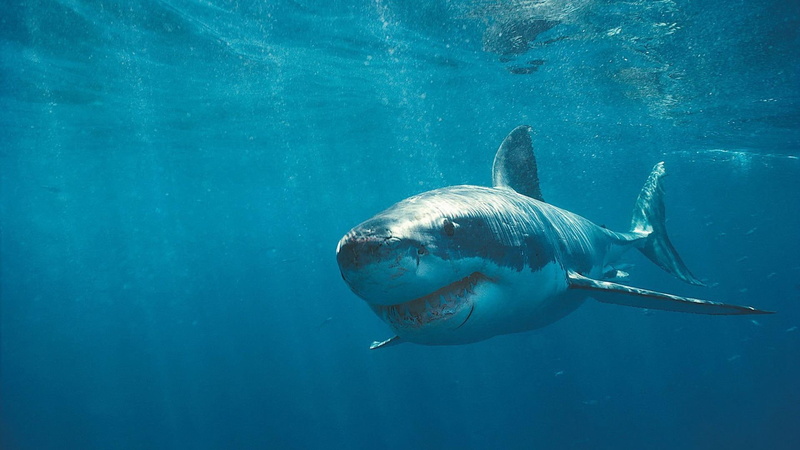 nature, marine, ya, animals, shark, 1080P, looking, im, fish, underwater