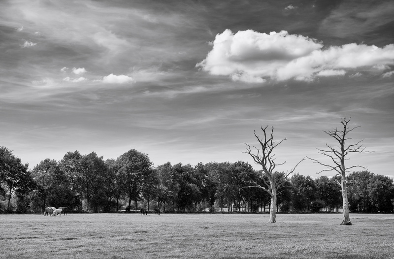 outdoors, bandb de onlanden, park, netherlands, landscape, growth, plant, cloud - sky, nature, day, tranquil scene, field, eelderwolde, land, tree, grass