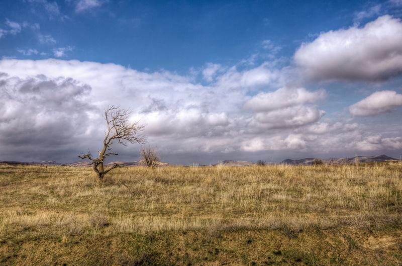 withered, Cappadocia, HD, tree, nature, 4K, dried, scenics, hdr, photography, daytime, outdoors, nex-5n, landscape, cloud - Sky, field, sky, sigma