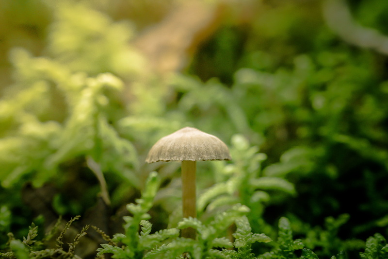 plant, Makro, nature, Autumn  Fall, plants, f/1.8, ILCE-6000, Wald, 5K, Macro, Forest, SEL, Mushroom, Mount  E, little, season, a6000, autumn, gray, Fungi