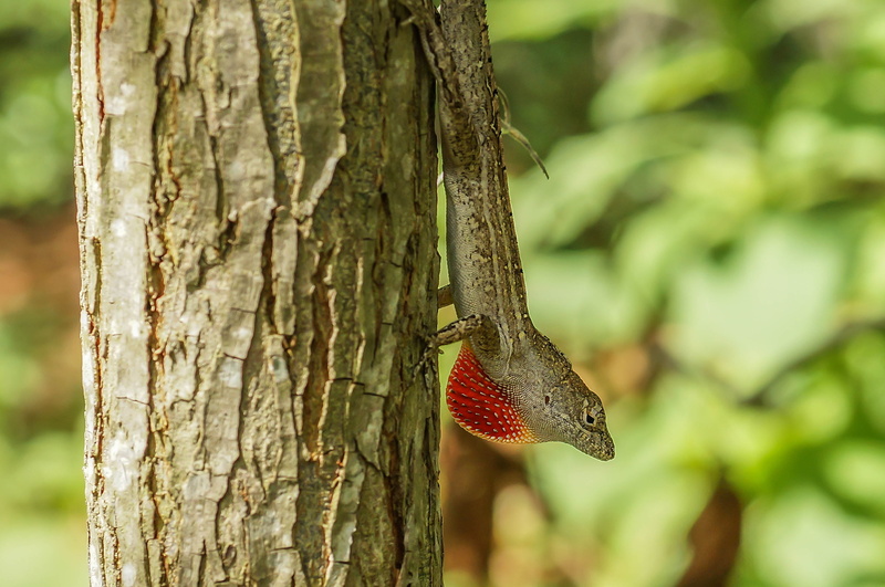 memorial  park, dragon  lizard, houston, bokeh, outdoors, wildlife, tree, 2K, nature, forest, gray, sony  nex  5r, bearded dragon, arboretum, animal, dragon