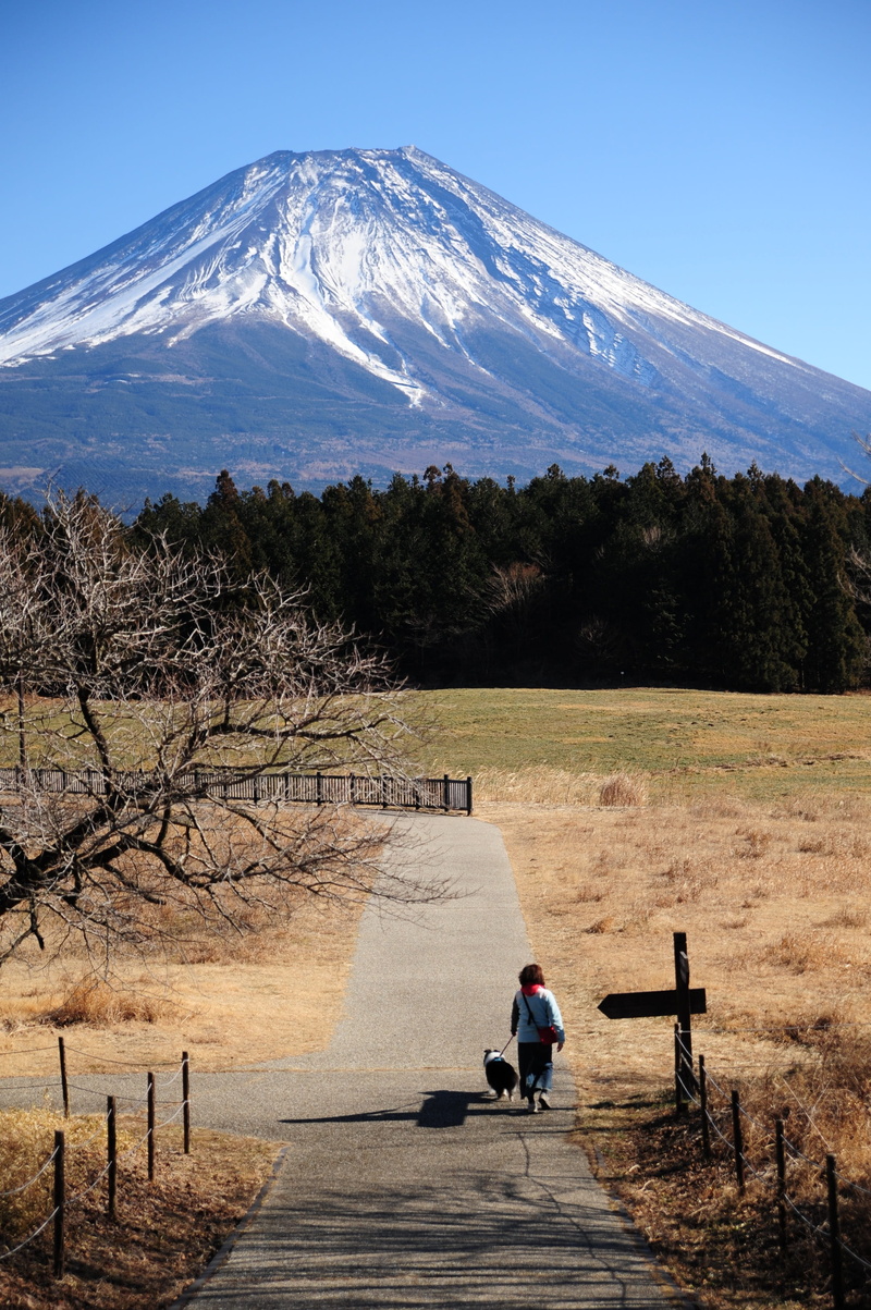 4K, snowcapped mountain, tree, leisure activity, sky, real people, nature, mt fuji, natural, sun, snow, mountain, tranquility, men, one person, japan