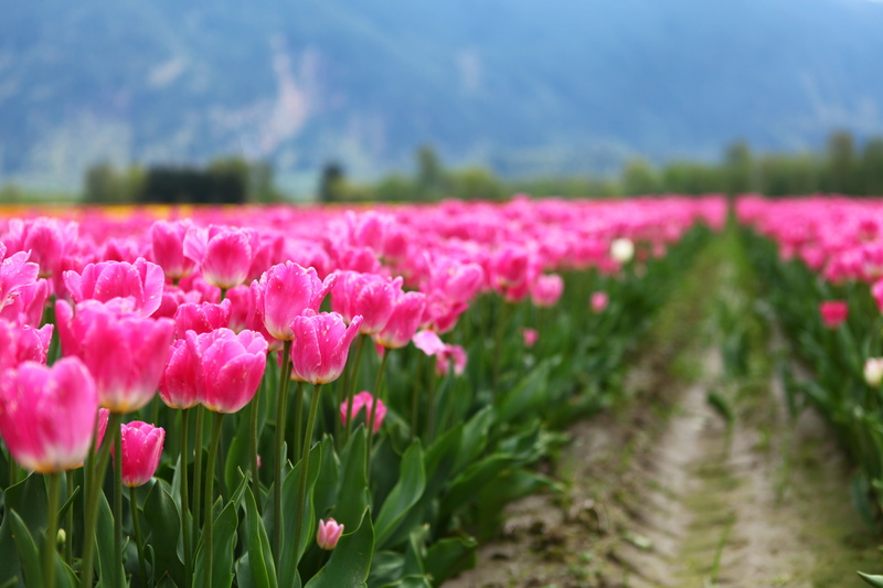 pink Color, daytime, springtime, beauty In Nature, plant, red, season, summer, in bloom, tulip, multi Colored, BC, purple, flower, bloom, Tulip Festival
