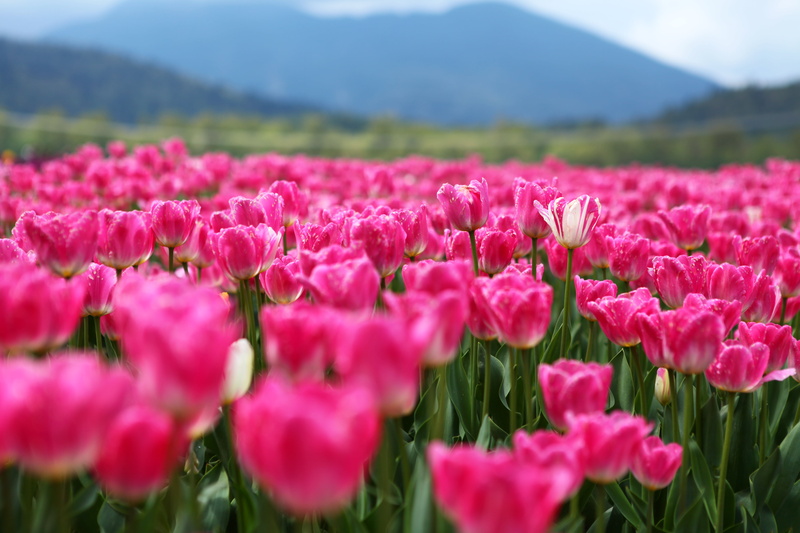 red, rural Scene, nature, field, green Color, flower, beauty In Nature, springtime, outdoors, summer, 5K, BC, pink, Canada, Tulip Festival, flowerbed