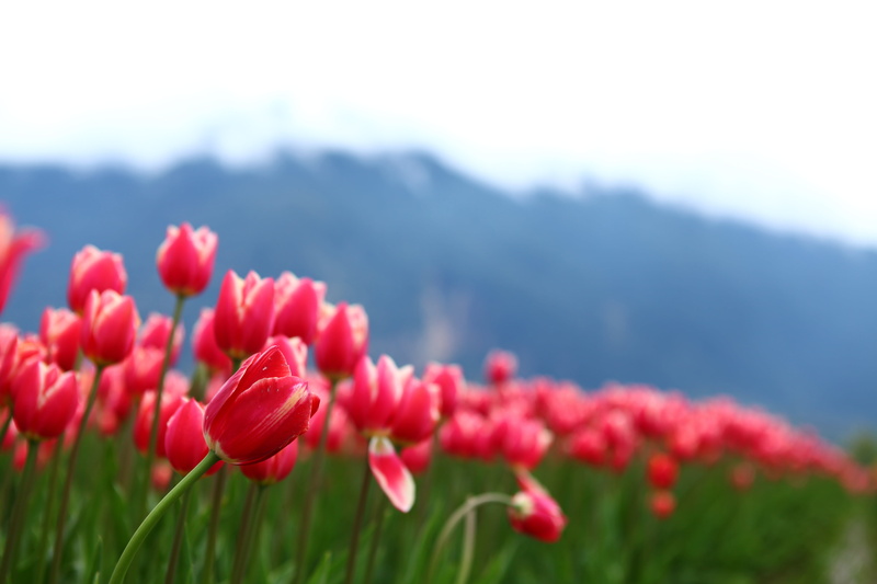 sky, green Color, field, 5K, nature, selective, BC, plant, red, Canada, meadow, Tulip Festival, tulip, summer, photography, flower, season, selective focus
