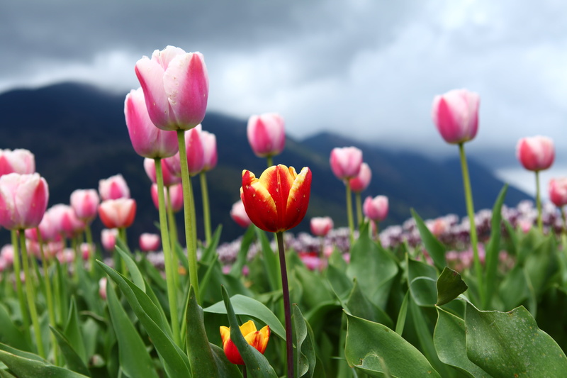 Agassiz, Canada, springtime, focus, red, flowerbed, freshness, pink, season, day, selective focus, outdoors, flower Head, field, selective, flower, plant