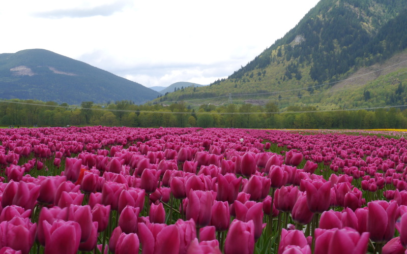 tulip, 2K, festival, purple, agassiz, tulips