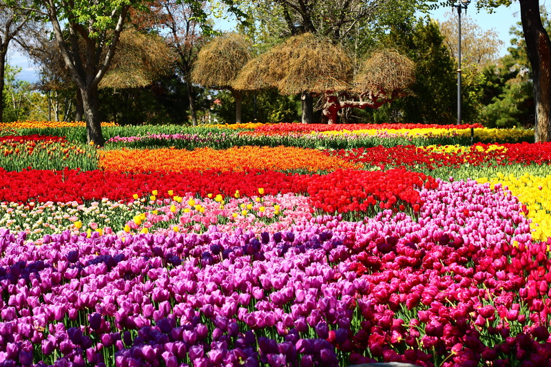 tree, nature, fragility, springtime, 5K, day, growth, park - man made space, beauty in nature, konya, field, outdoors, spring, tulip festival, tranquility