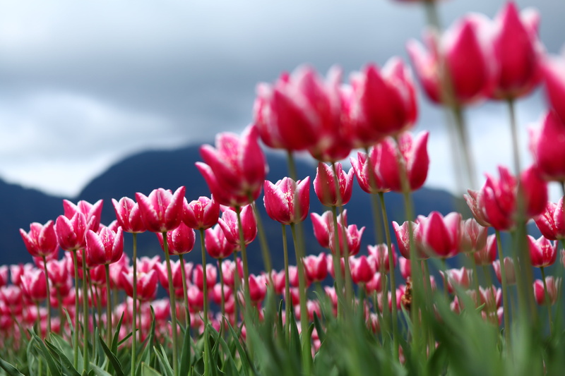 springtime, close up, photo, multi Colored, season, red, pink, close, 5K, field, flowerbed, tulip, nature, flowers, Tulip Festival, outdoors, flower Head