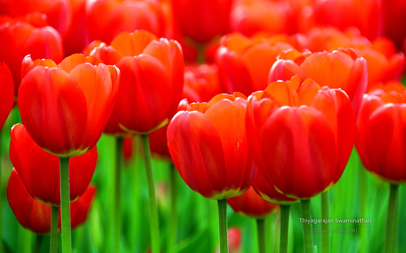 hd, albany, 1080P, tulip, festival, flowers